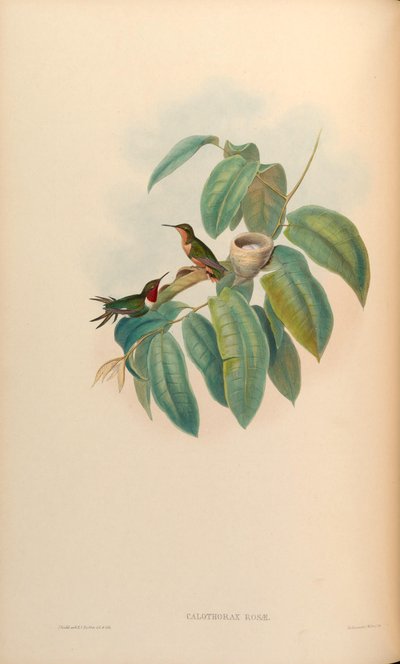 Calothorax rosae = Chaetocercus jourdanii rosae by John Gould